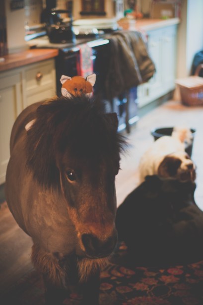 Tilly, fox, bandit and frog hanging out by the Aga