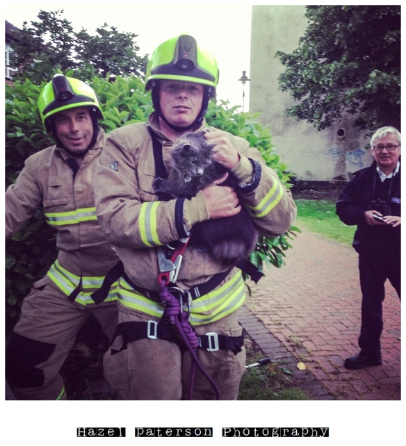 cat in tree, cat rescued by firemen, poppy bumface